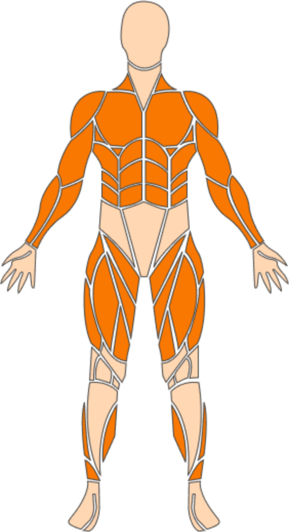 Anatomy figure showing targeted muscle groups